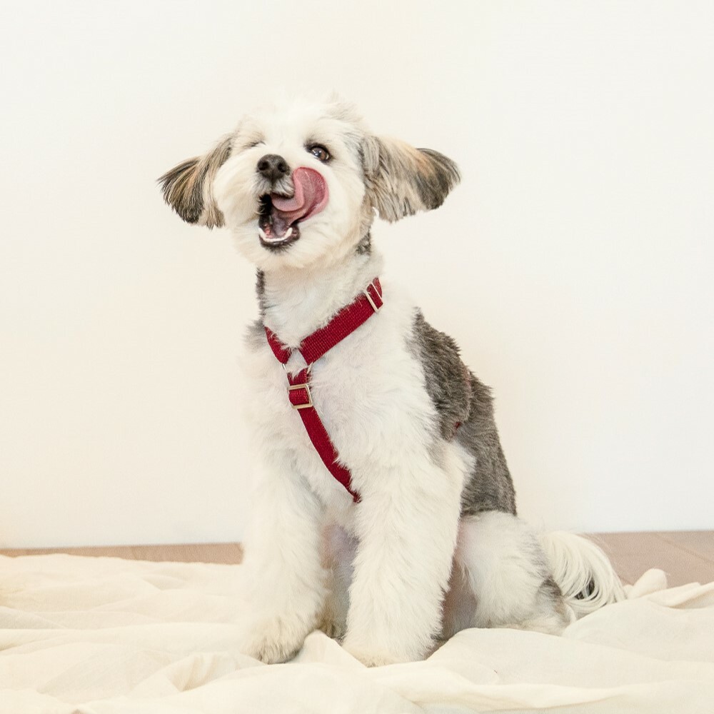 foreverybari new york 紐約紐約經典系列胸背 (勃根地紅)