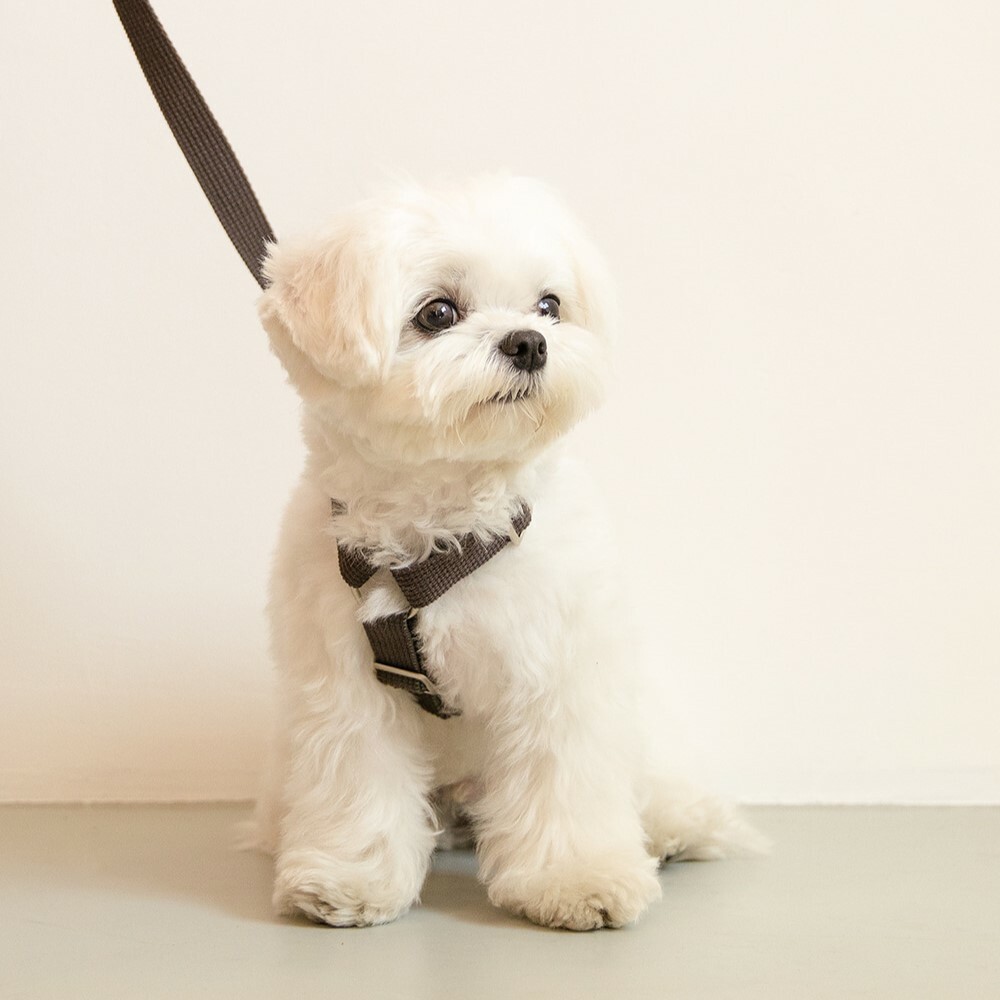 foreverybari new york 紐約紐約經典系列胸背 (木炭灰)