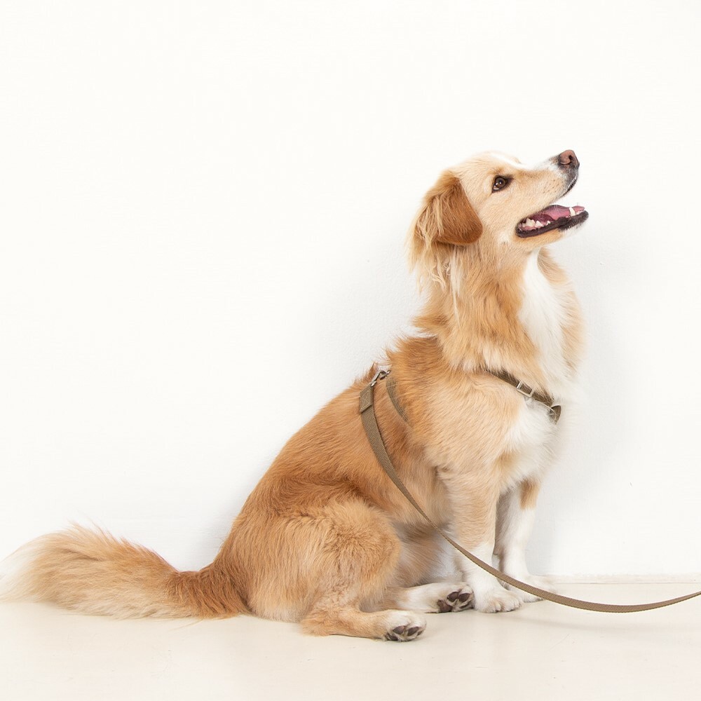 foreverybari new york 紐約紐約經典系列胸背 (卡其棕)