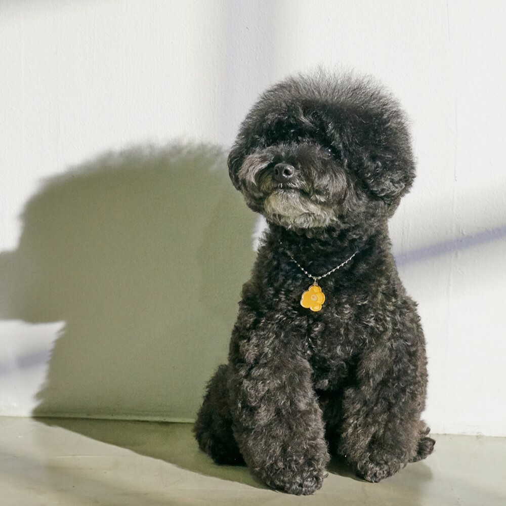 foreverybari new york 三色堇寵愛項鍊 (小太陽)