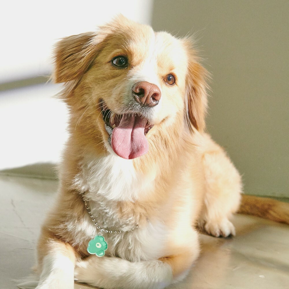 foreverybari new york 三色堇寵愛項鍊 (青木瓜)