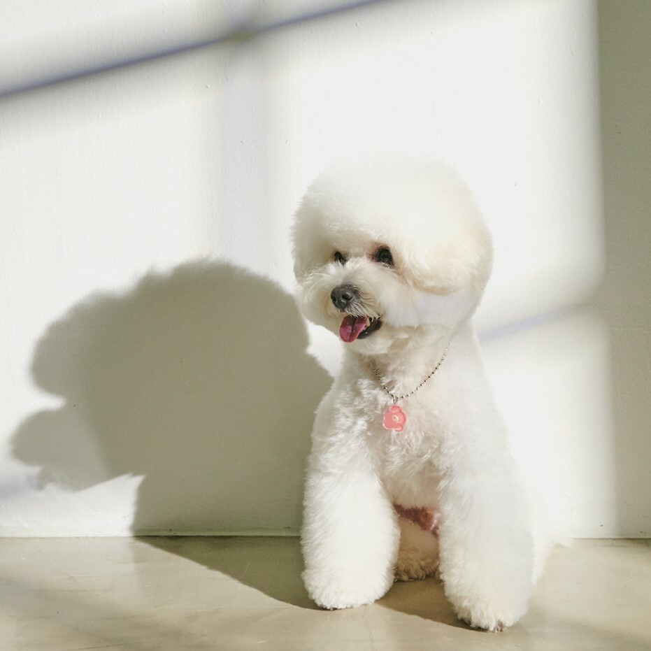 foreverybari new york 三色堇寵愛項鍊 (蜜桃)