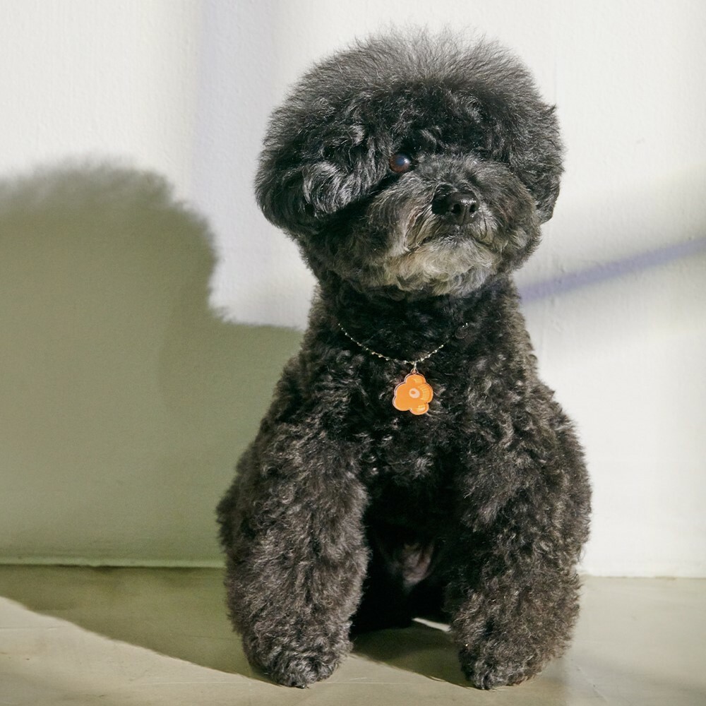 foreverybari new york 三色堇寵愛項鍊 (柑橘)