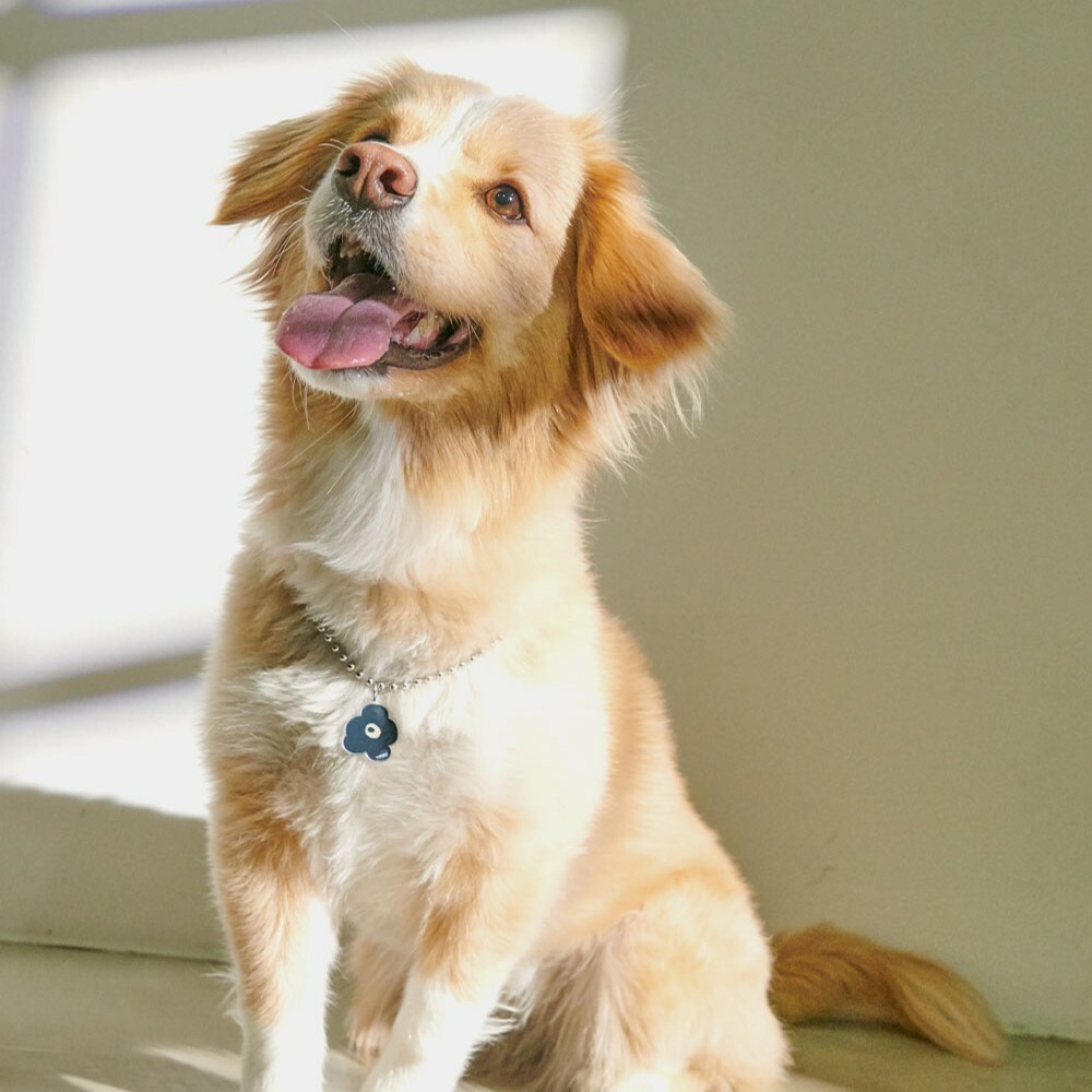 foreverybari new york 三色堇寵愛項鍊 (黑莓)