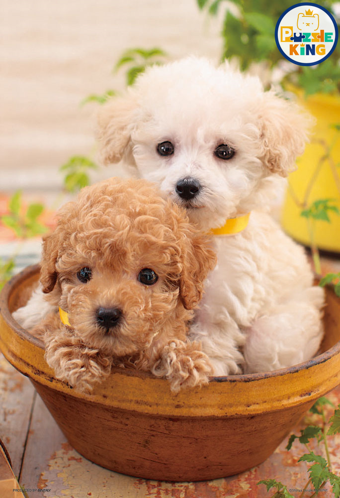 我喜歡你們兩個