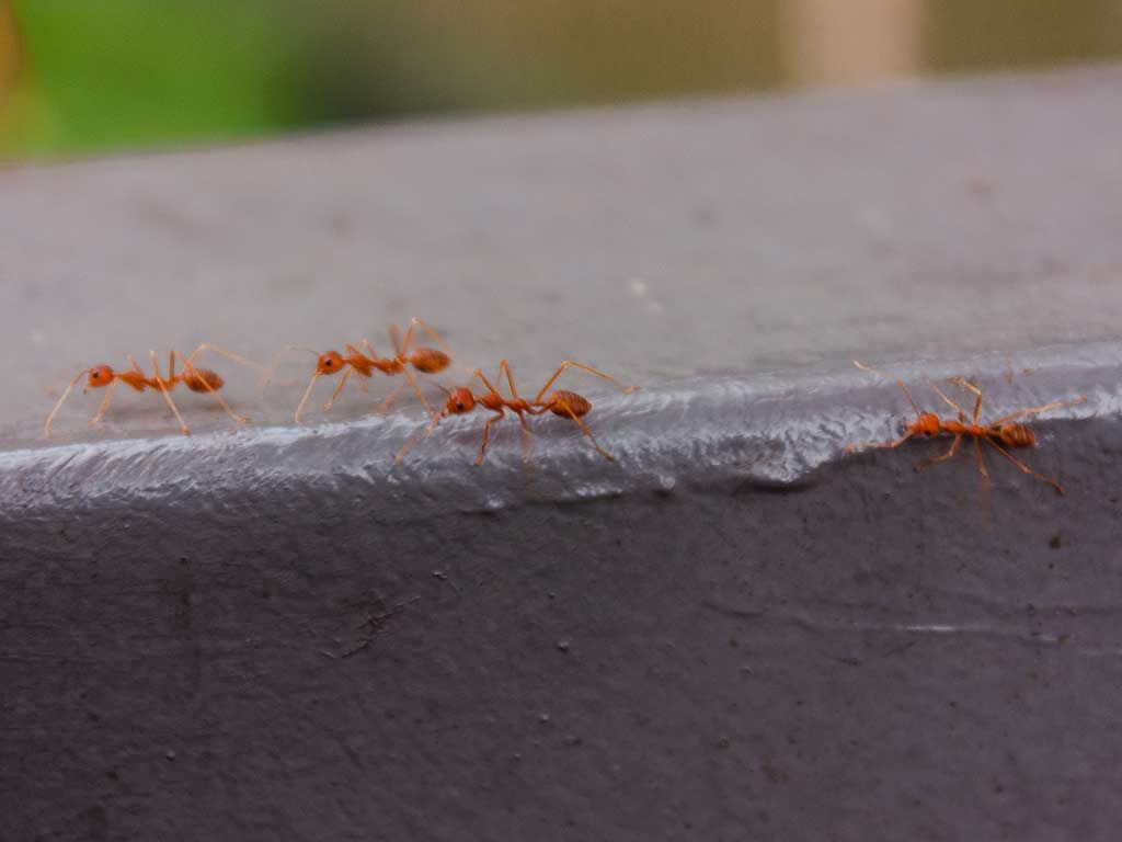 螞蟻窩長怎樣？如何確認家裡有沒有螞蟻窩？