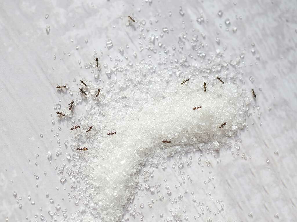 螞蟻窩清除就靠福來朗螞蟻處理專家！