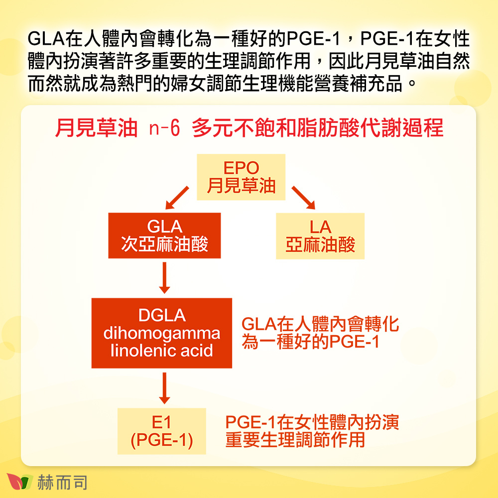 GLA在人體內會轉化為一種好的PGE-1，PGE-1在女性體內扮演著許多重要的生理調節作用，因此月見草油自然而然就成為熱門的婦女調節生理機能營養補充品。月見草油n-6多元不飽和脂肪酸代謝過程：月見草油EPO→亞麻油酸LA、次亞麻油酸GLA→GLA在人體內會轉化為一種好的PGE-1(DGLA)→PGE-1在女性體內扮演重要生理調節作用「E1(PGE-1)」