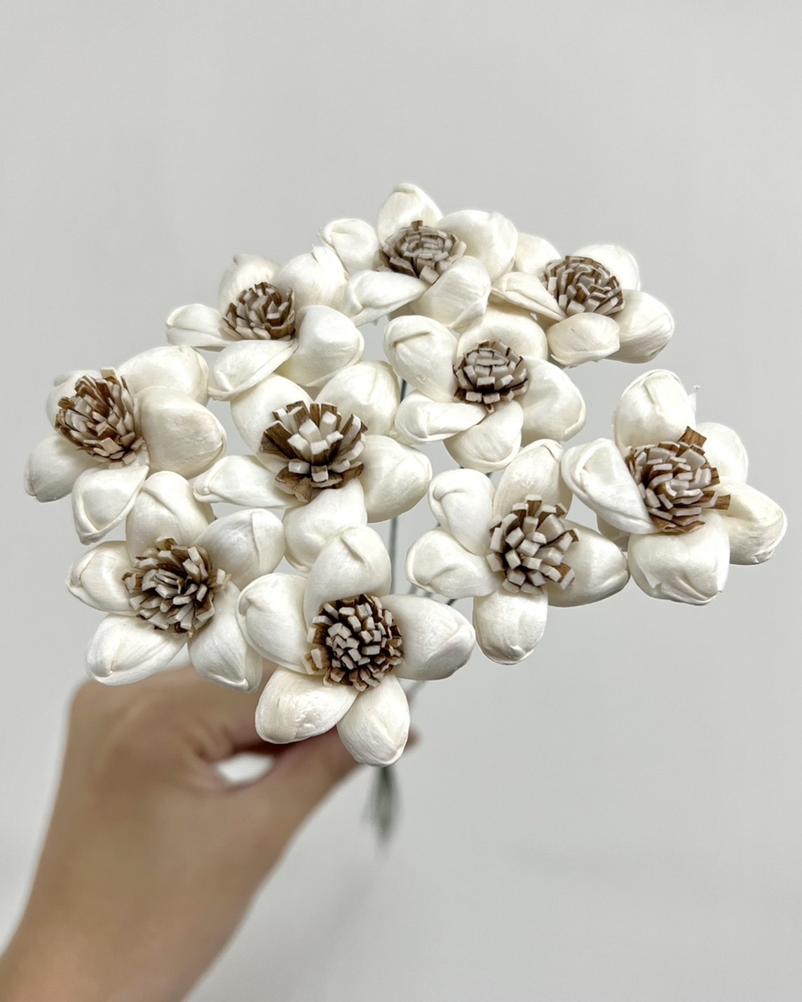 泰國索拉花 星型茉莉花 3CM <十支一把> (高品質)