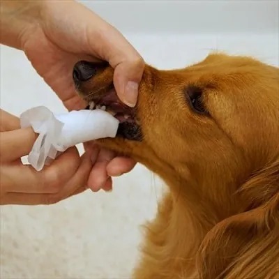 DoggyMan 牙齒清潔濕紙巾．30張
