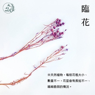 永生/乾燥 臨花【小束裝】(相思豆)