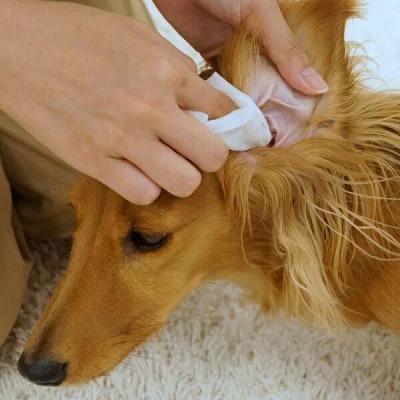 DoggyMan 耳朵清潔濕紙巾．30張