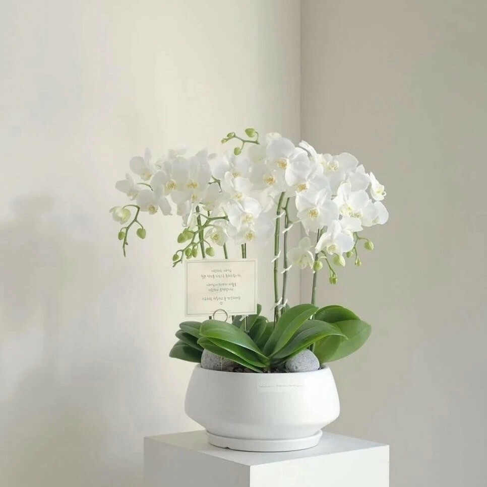 靜謐蘭花盆景