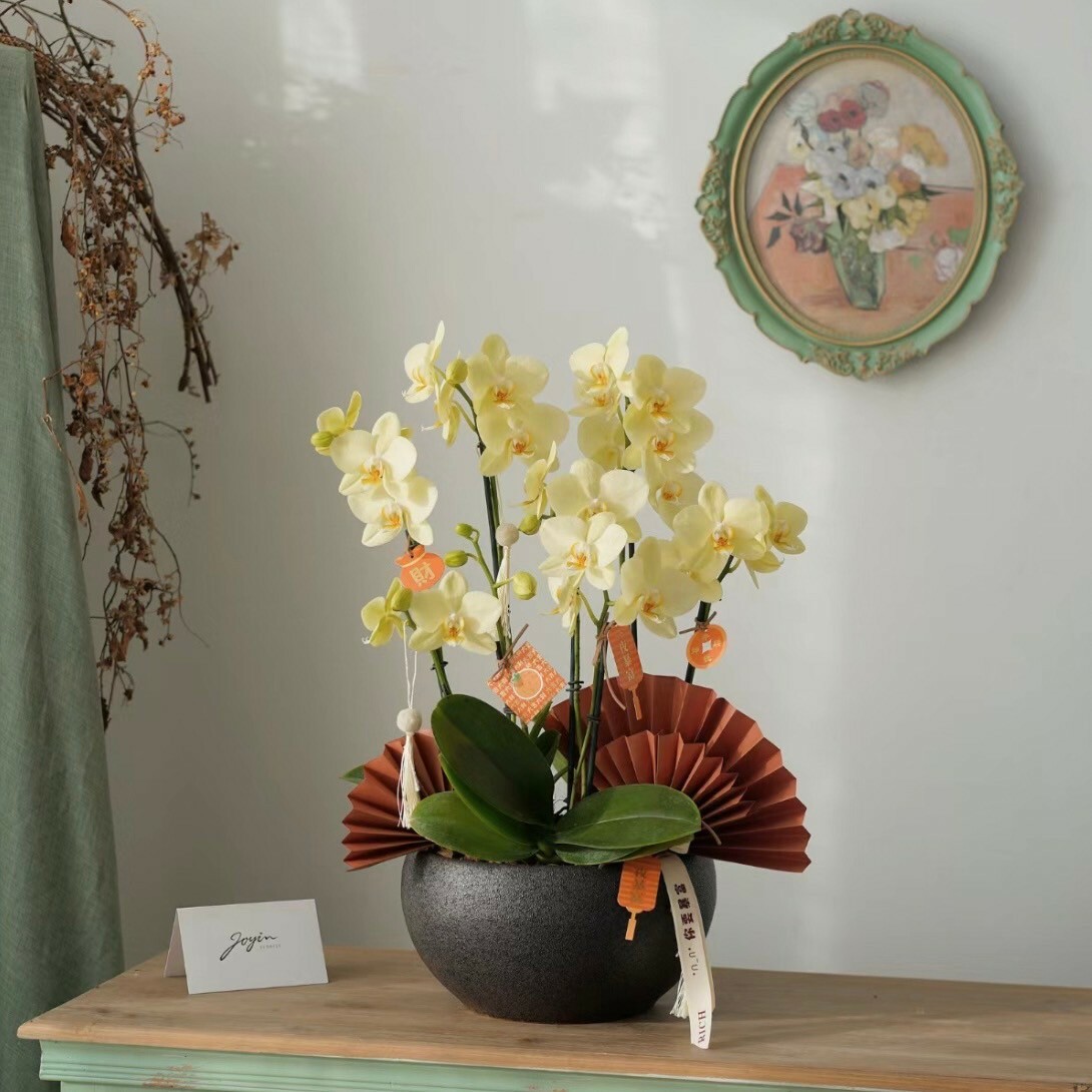如意 新年蘭花盆景