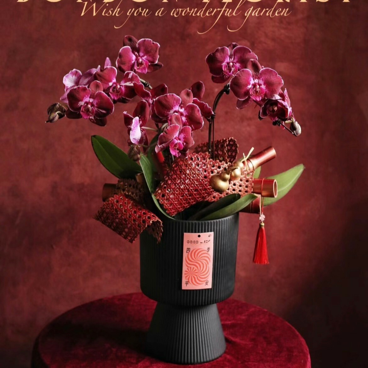 報喜 新年蘭花盆景
