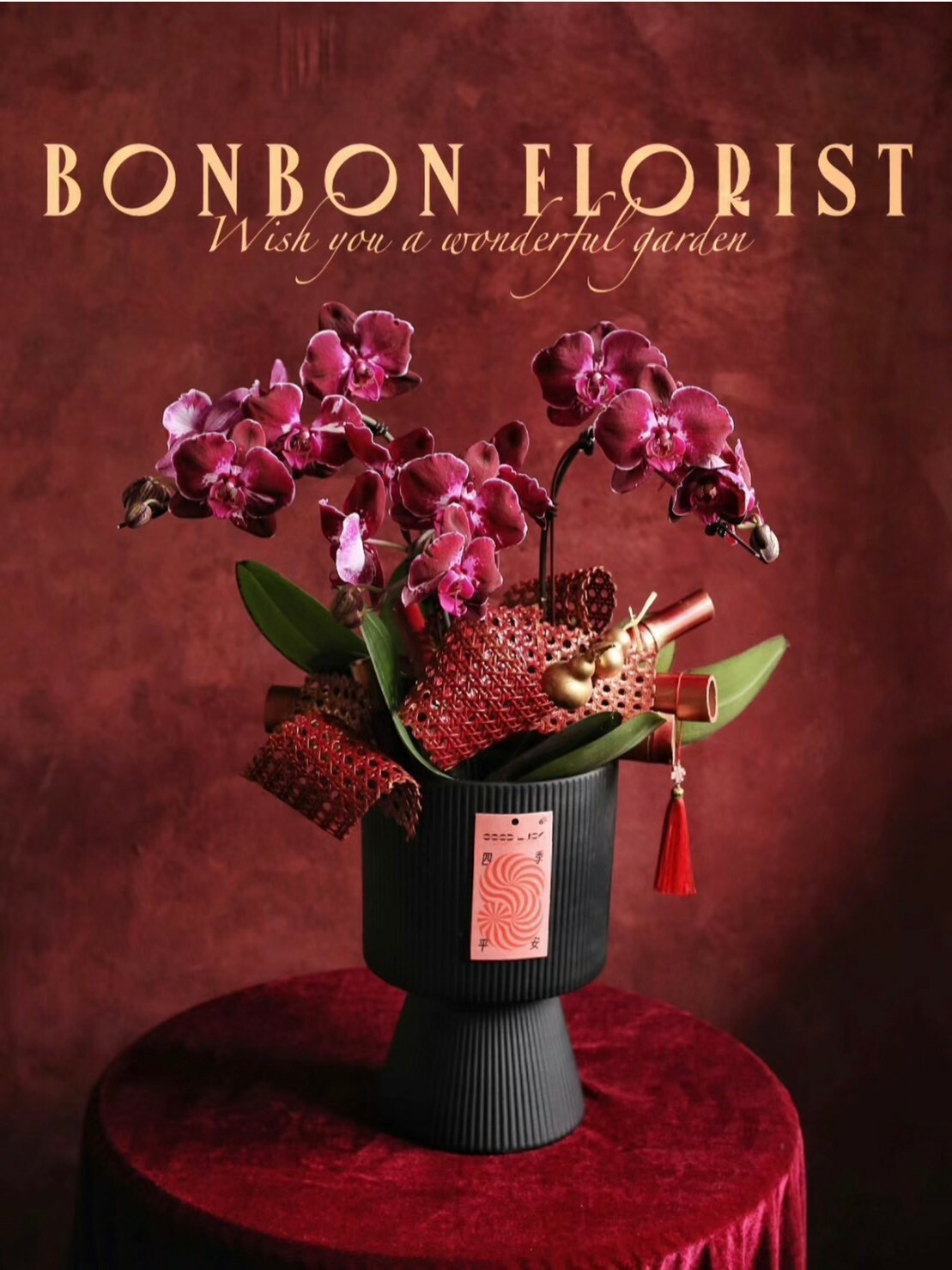 報喜 新年蘭花盆景