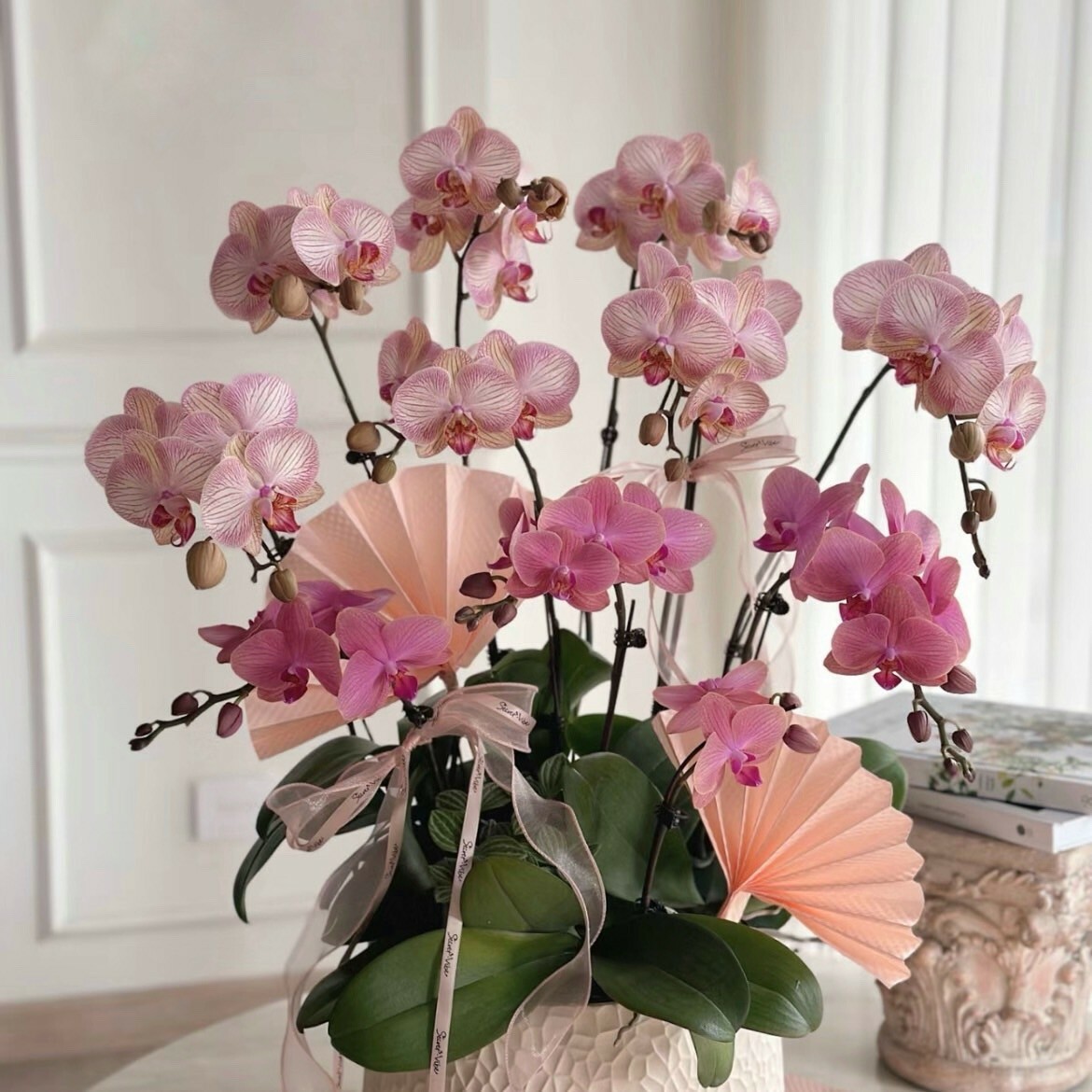 桃 新年蘭花盆景