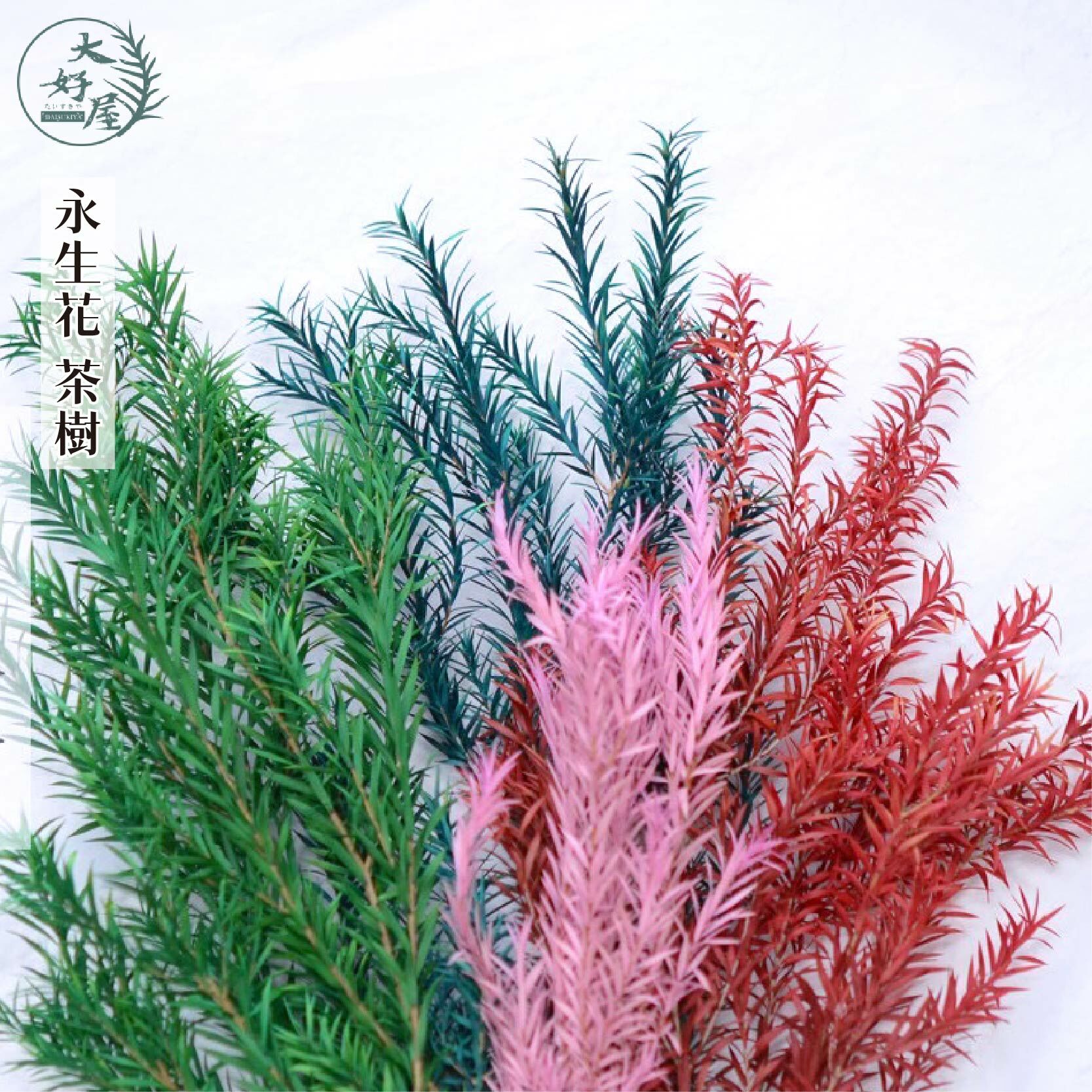 永生茶樹【大束裝】