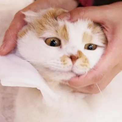 CattyＭan 貓貓清潔濕紙巾．30張