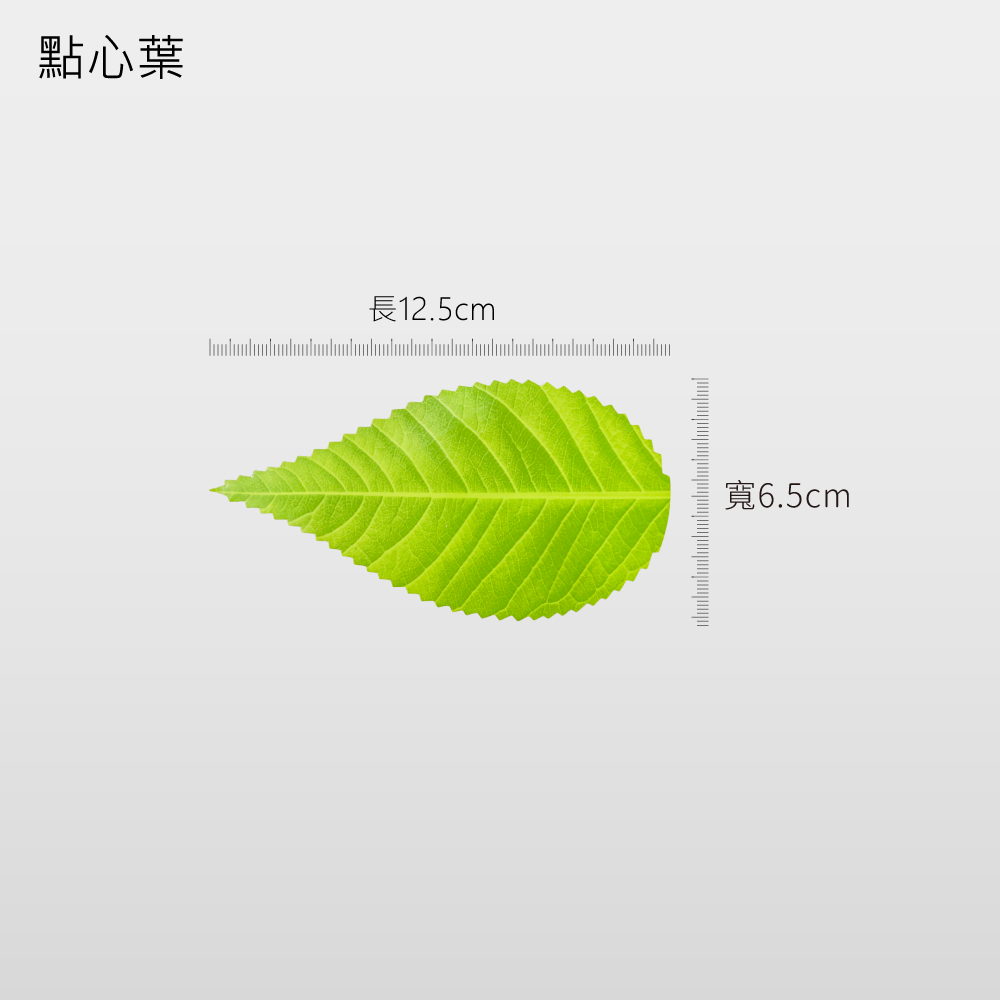 點心葉 櫻花葉 12.5cm 200入  冷盤裝飾日本點心麻糬葉裝飾葉【陶杯杯瓷器】餐具餐盤 碗盤杯筷台灣現貨