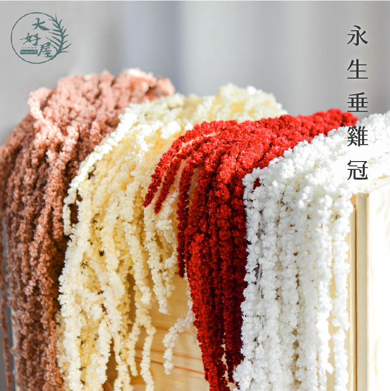 永生垂雞冠【大束裝】