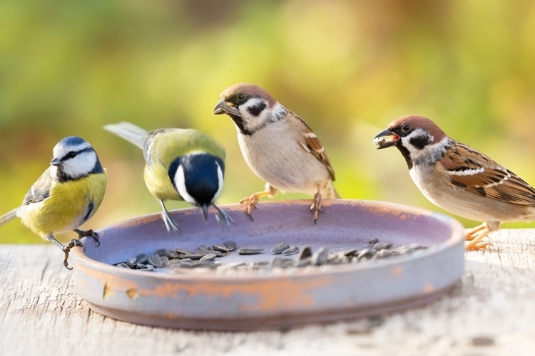 禽蟎容易在野鳥上發現
