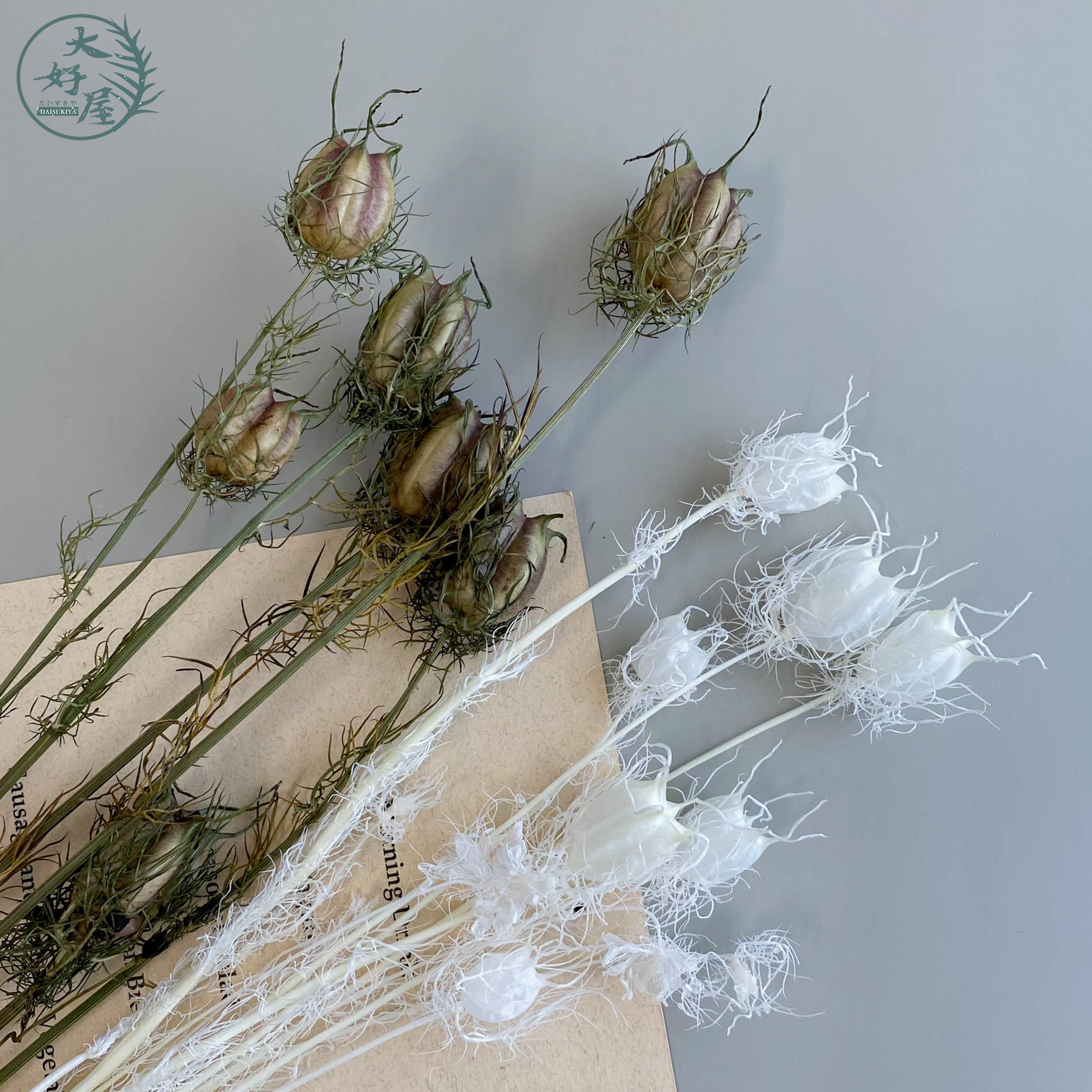 乾燥 永生 黑種草【大】