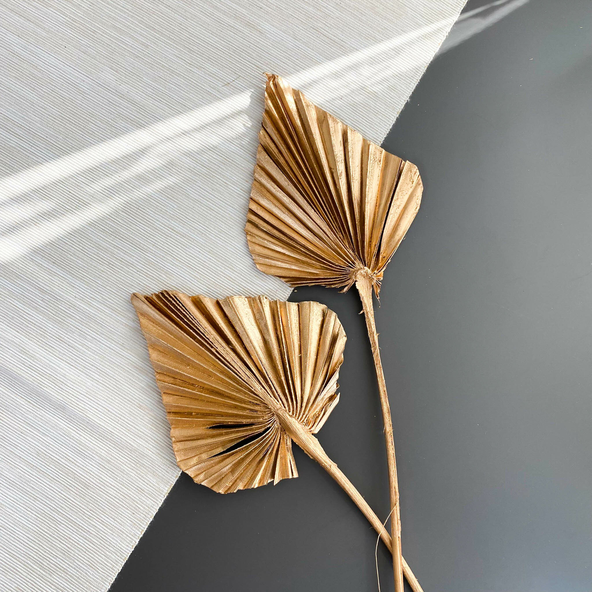 蒲葵葉【單支】