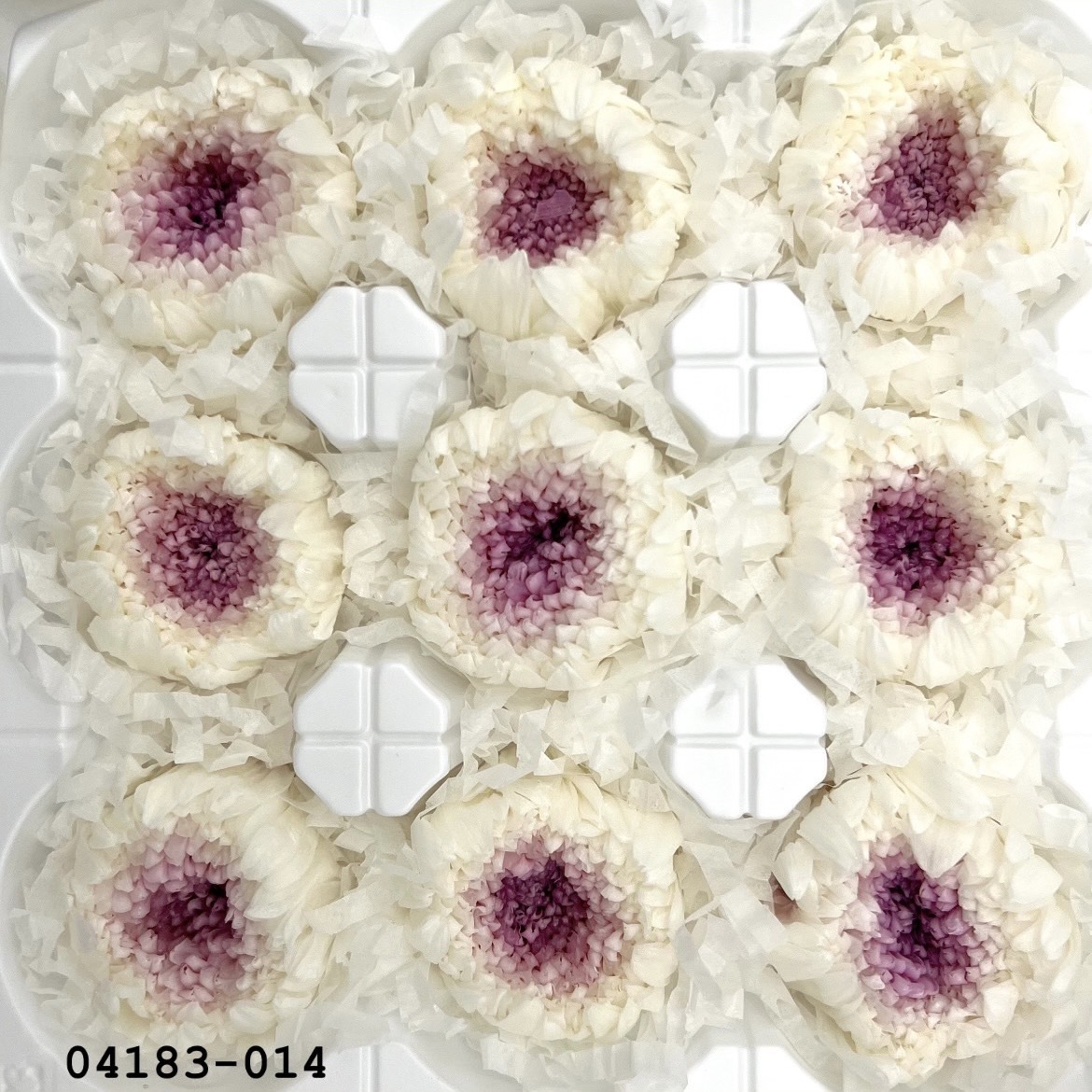 日本不凋輪菊(小) 04183-014