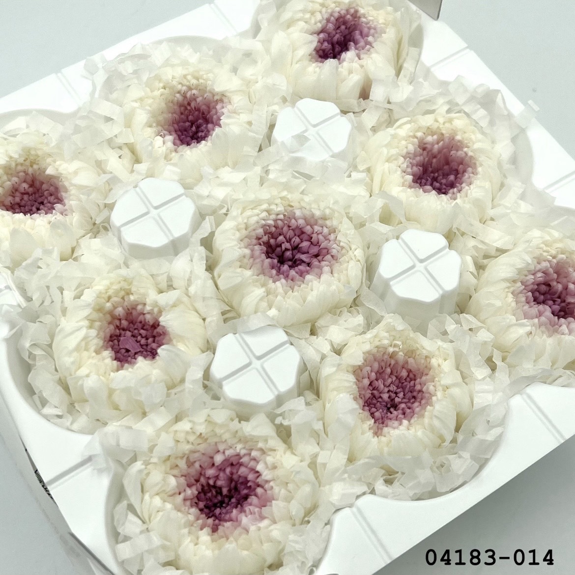 日本不凋輪菊(小) 04183-014