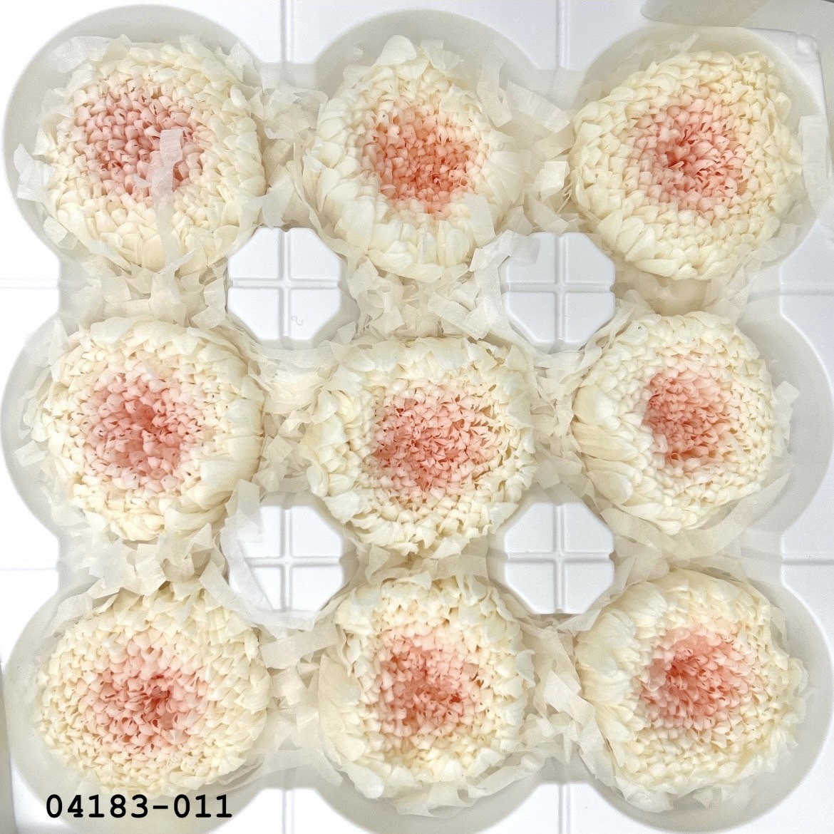 日本不凋輪菊(小) 04183-011