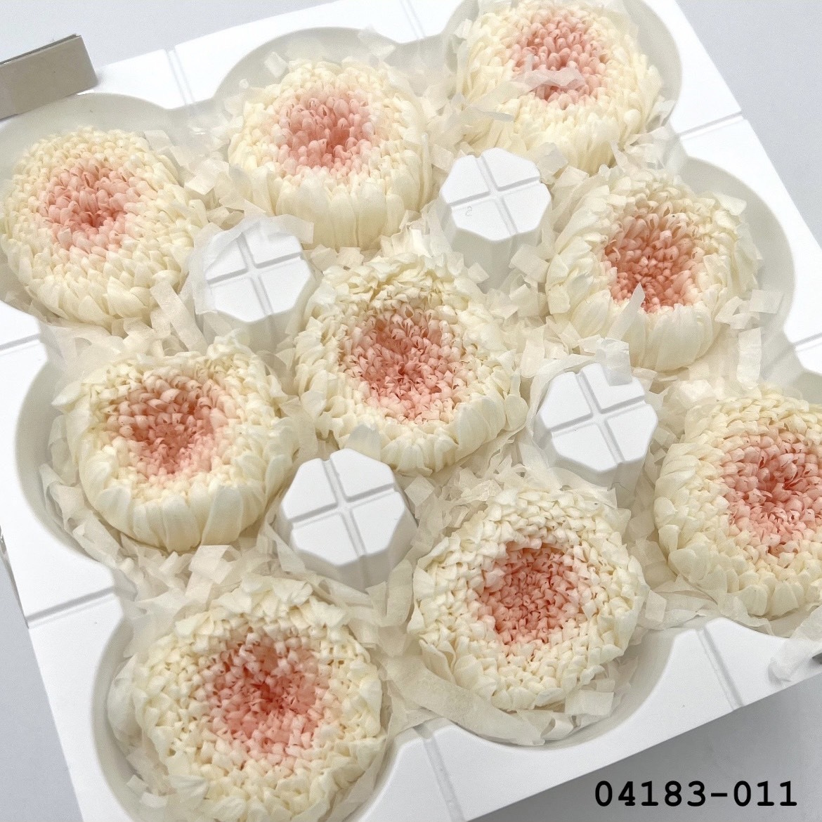 日本不凋輪菊(小) 04183-011