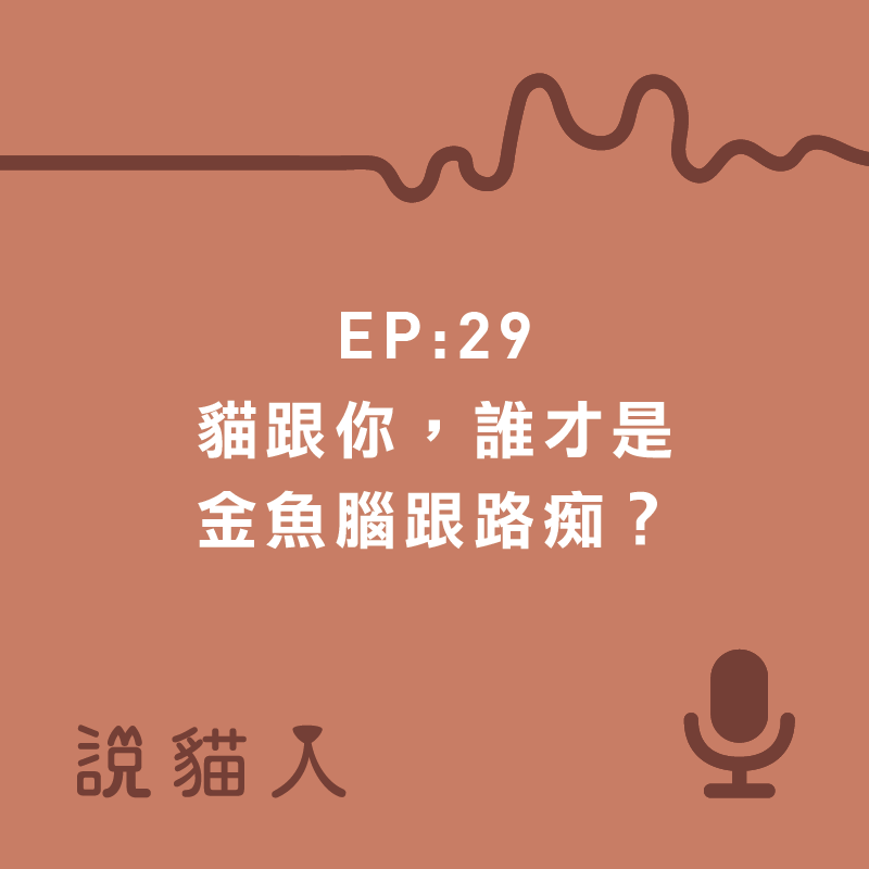說貓人,貓咪,寵物, 拍拍, 寵物用品設計, 單熙汝, 動物行為,動物心理,貓迷路,貓的記憶力