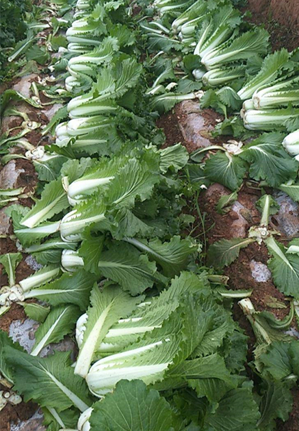 Local Organic Tientsin Cabbage (900g/BAG)