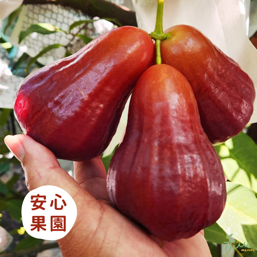 【六龜】黑糖芭比蓮霧