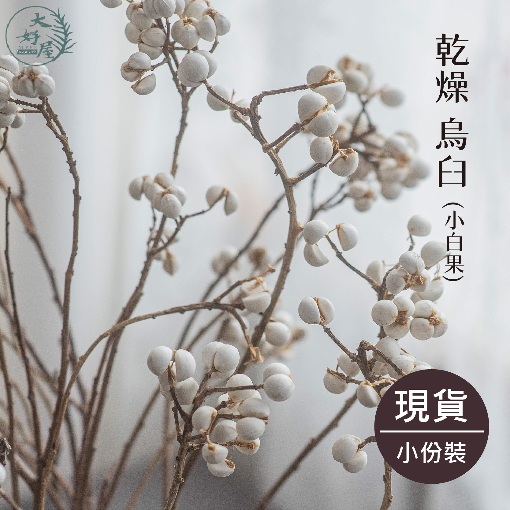 乾燥/永生 烏臼【小束裝】(小白果)