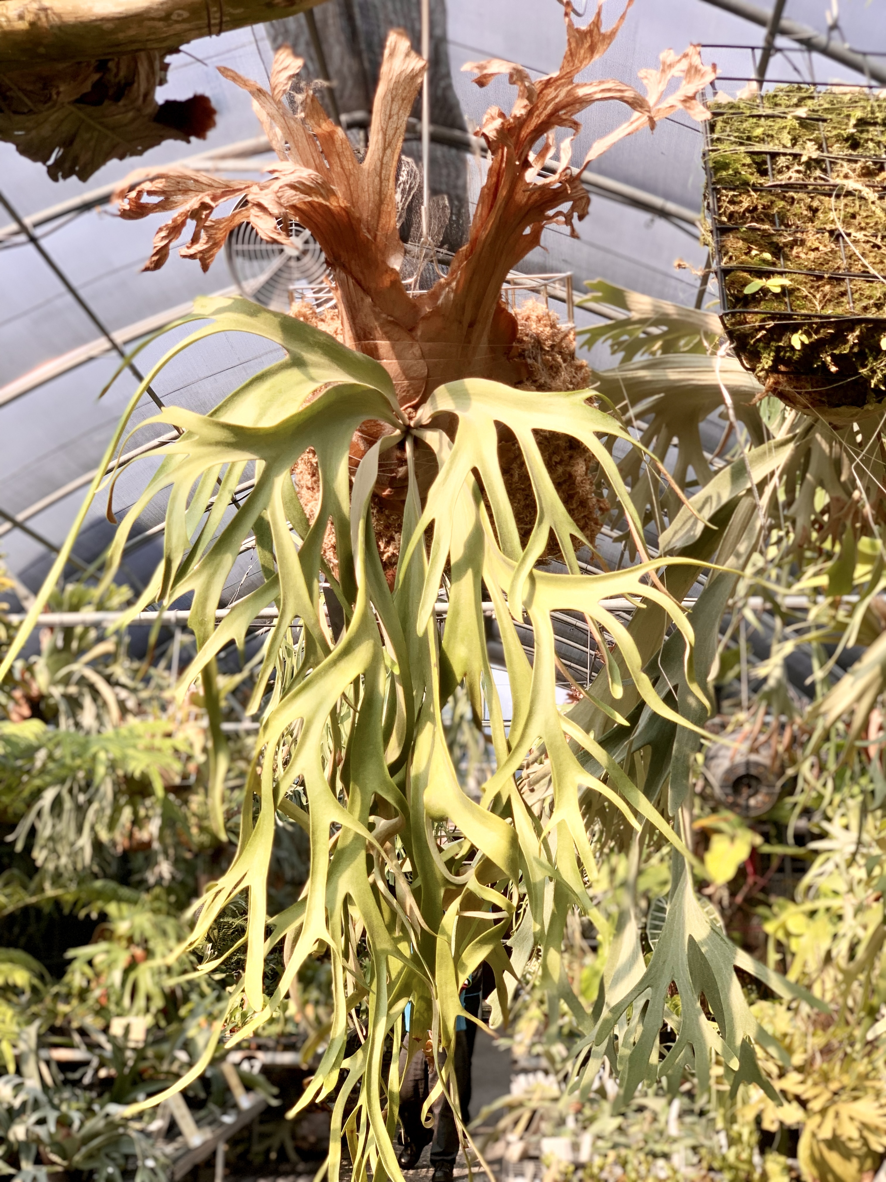 P. willinckii cv. Curly Cloud (Wanna OC)