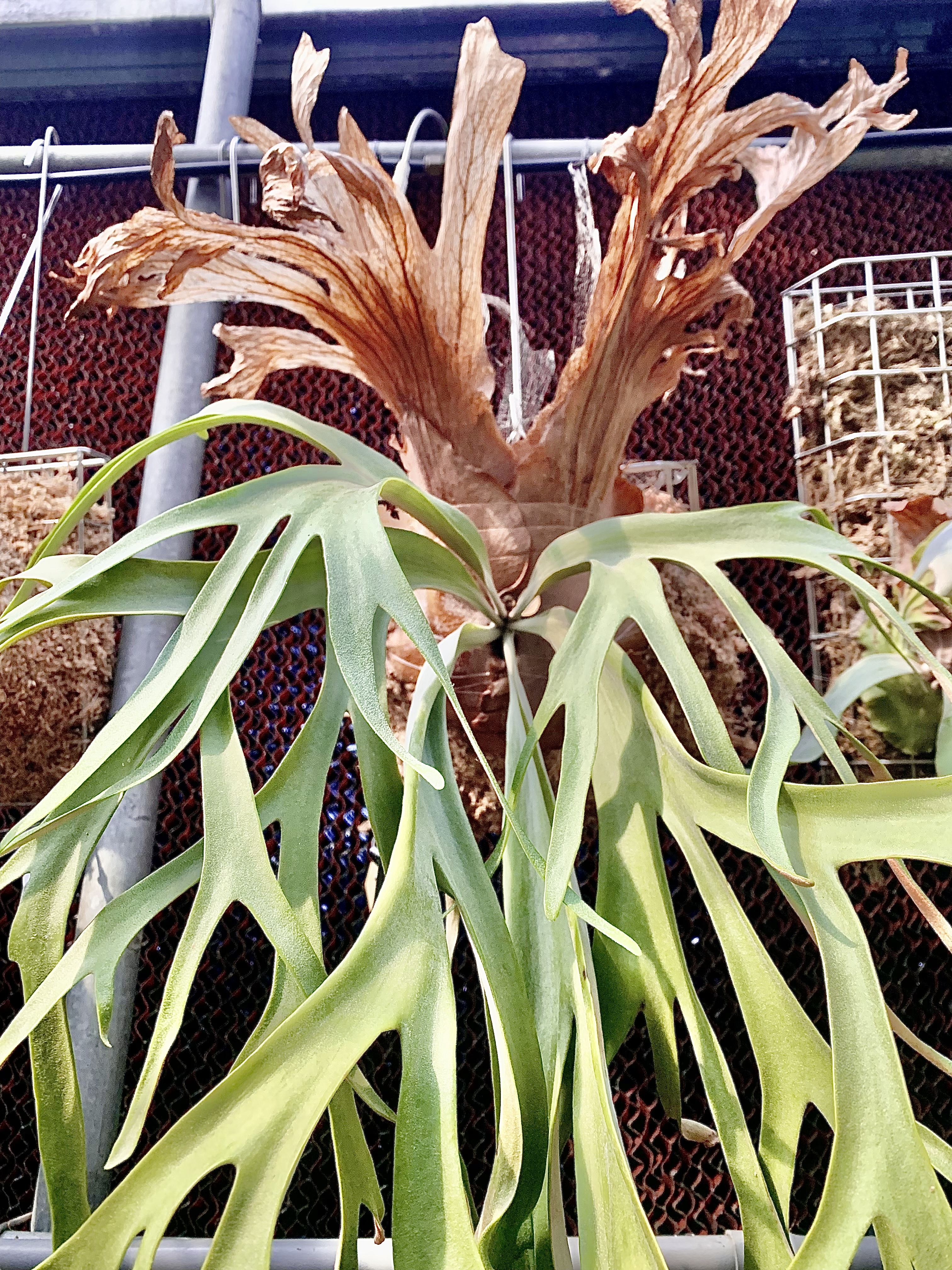 P. willinckii cv. Curly Cloud (Wanna OC)