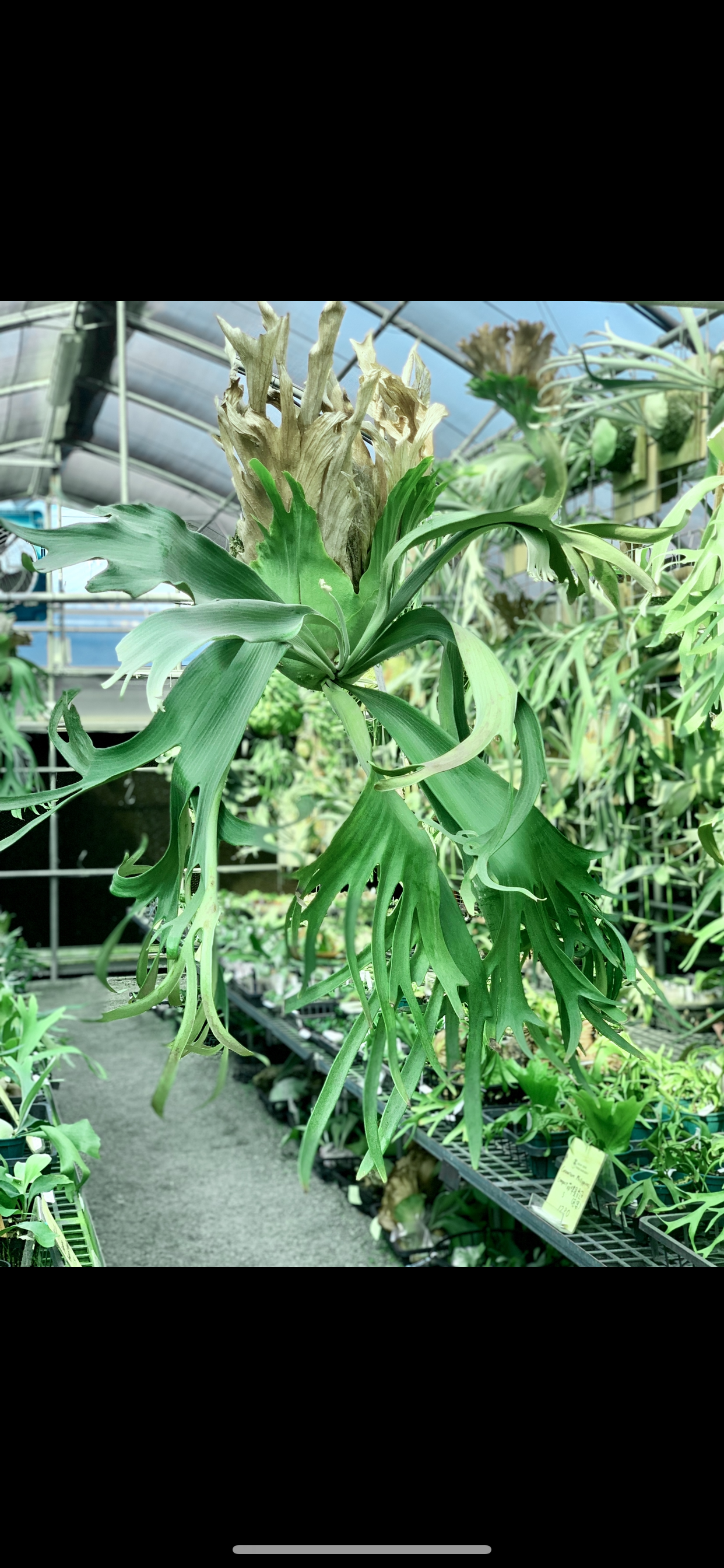 P.willinckii Bogor Mr.suddan親株