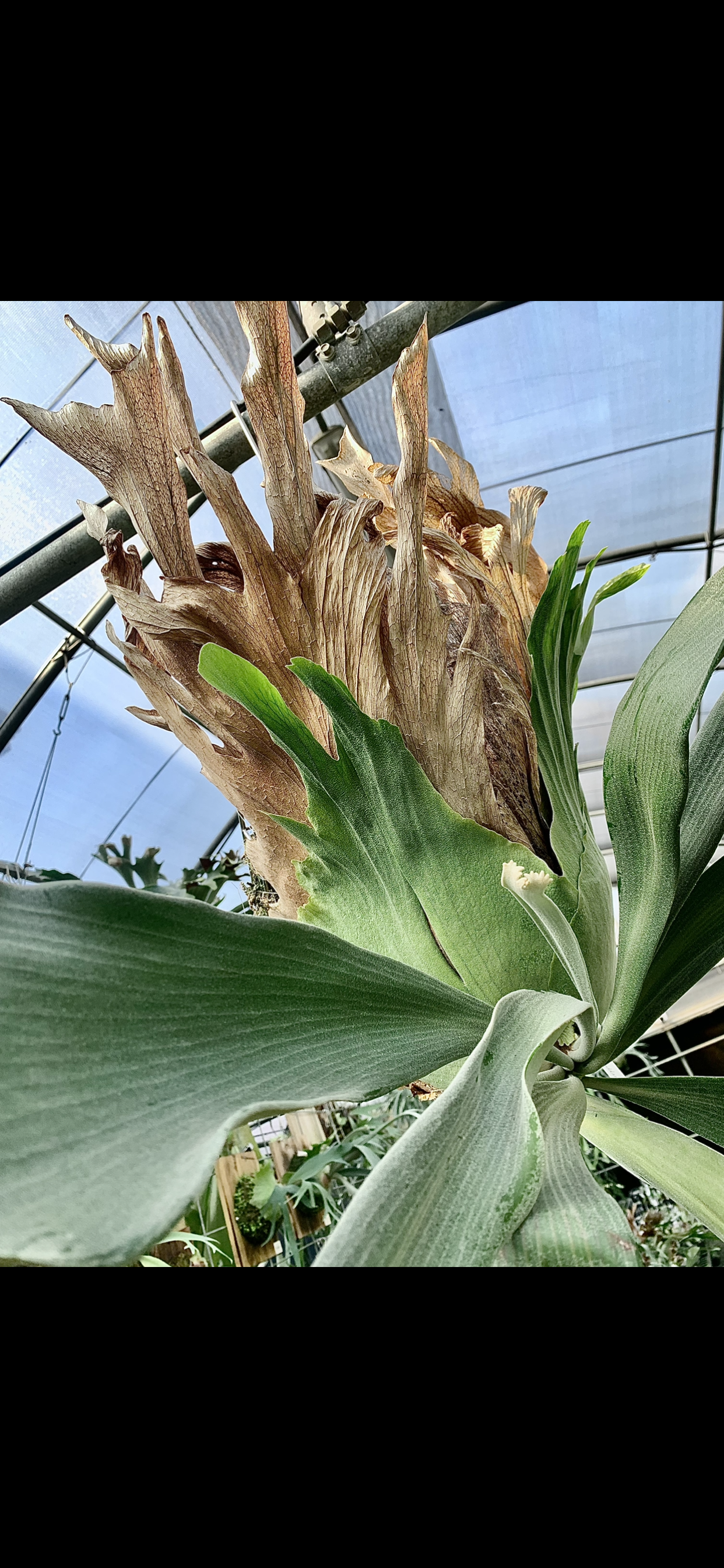 P. Show White P. willinckii Bogor Mr. Suddan. P. Show White P. willinckii Bogor Mr. Suddan.