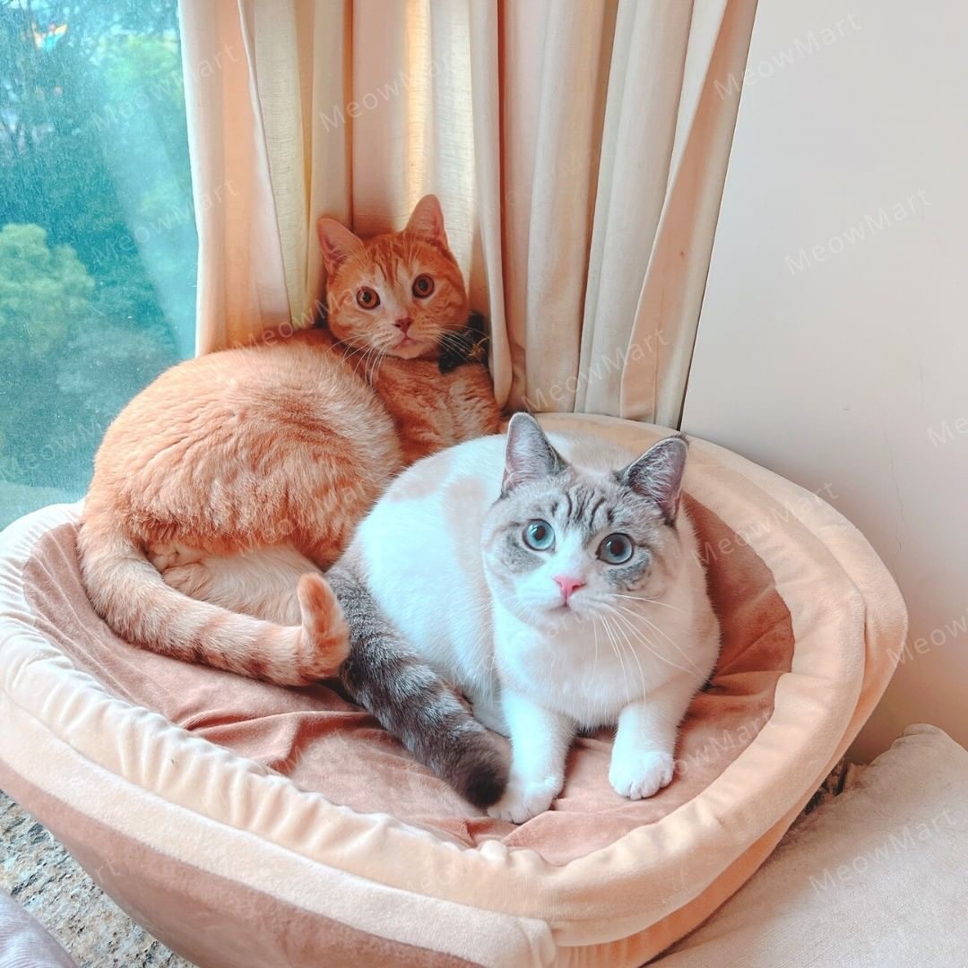 【現貨8折】日本 necosekai 銅鑼燒貓窩