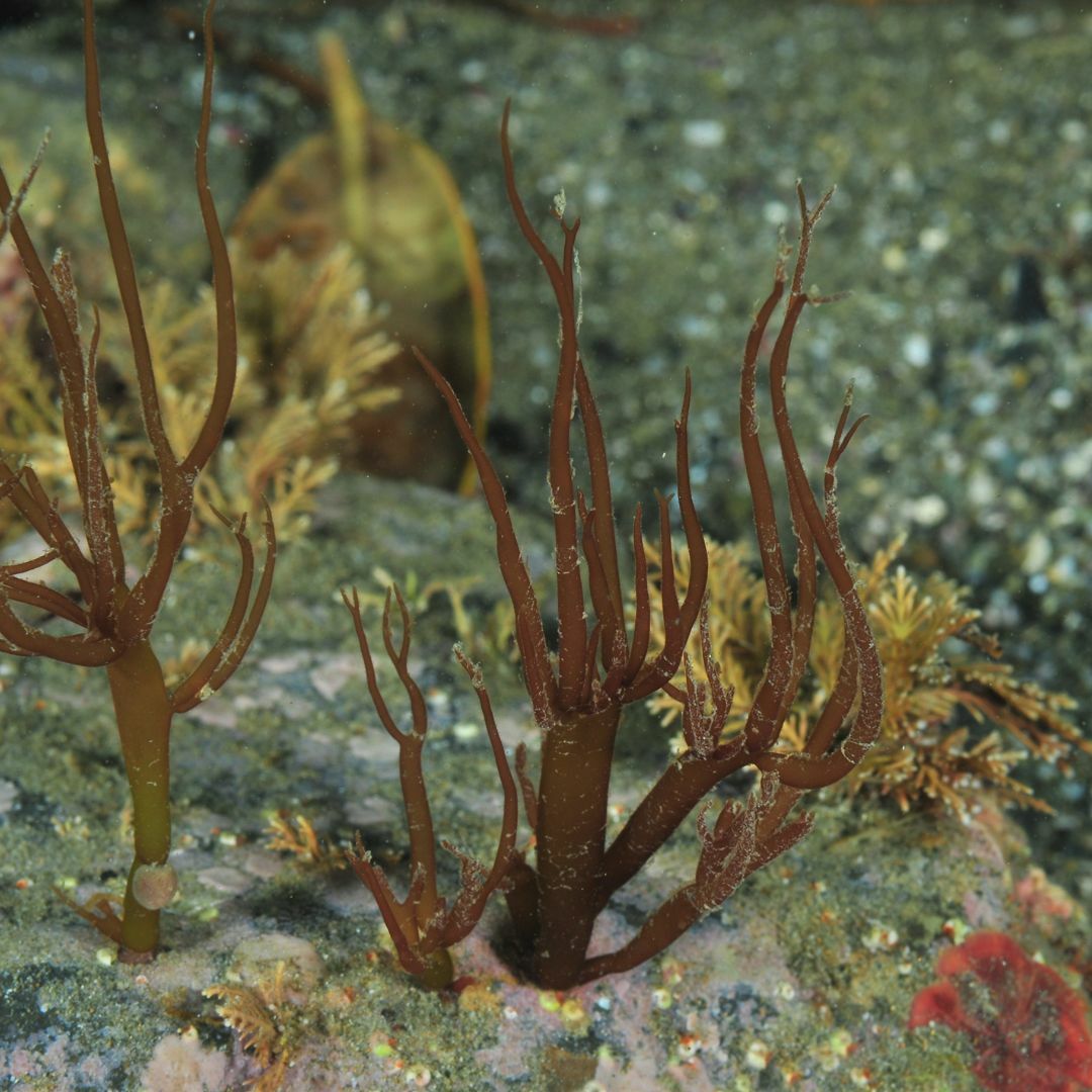 褐藻去瑕光彩 | 藻膜 50ml