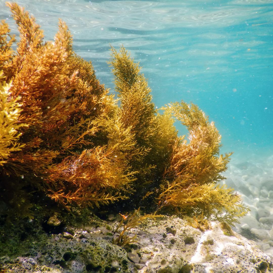 野岩藻毛孔淨化｜潔淨泥 410ml (身體與頭皮)