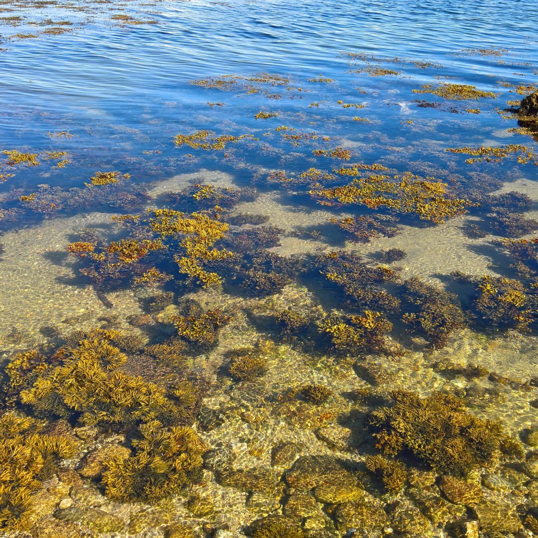 虹彩藻海泥磨砂｜藻膜 50ml