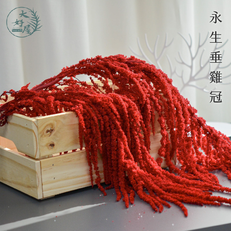 永生垂雞冠【小份裝】