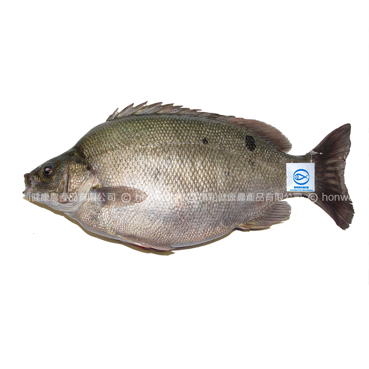 本地楊氏優質寶石魚