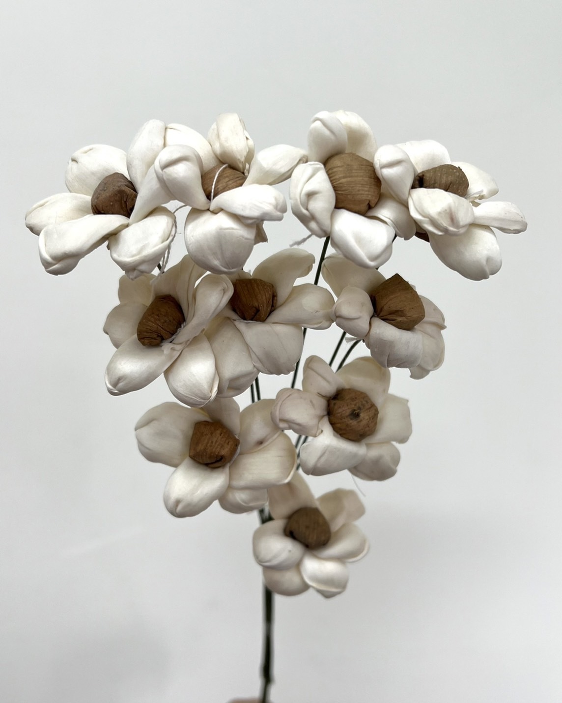 印度索拉花(3cm) -小花索拉