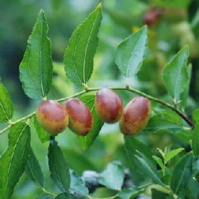 產銷履歷紅棗干200g