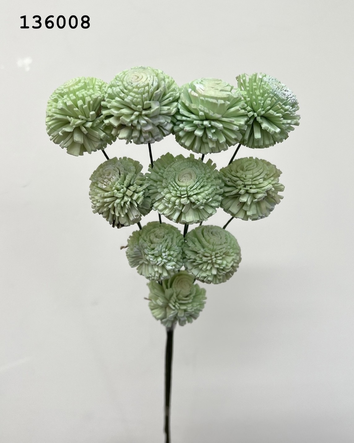 印度乒乓菊(3cm) -136008