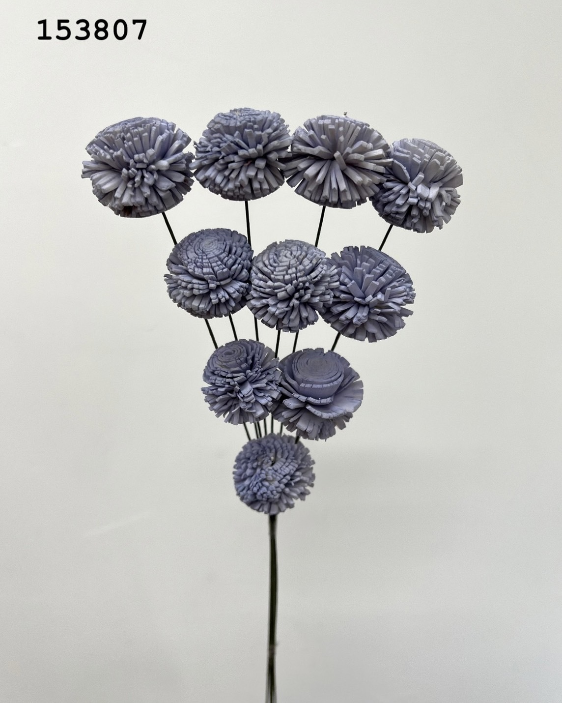 印度乒乓菊(3cm) -153807